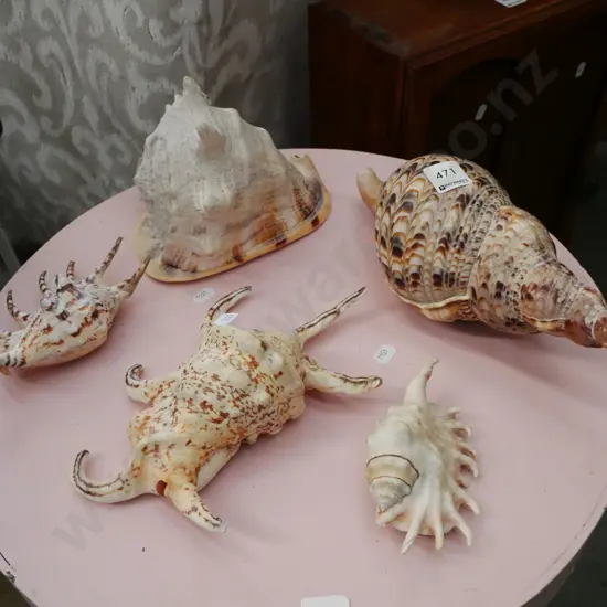 various seashells