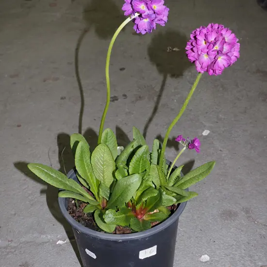potted primula