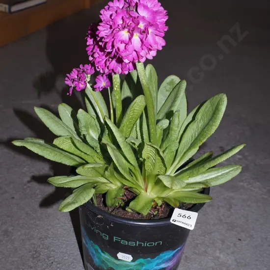 potted primula