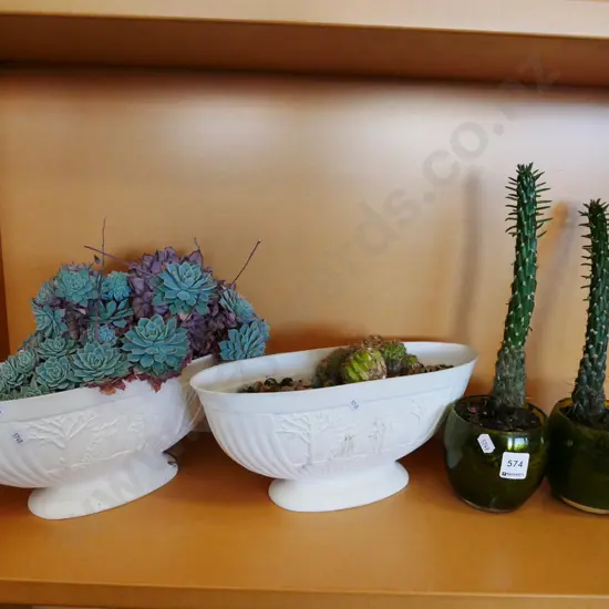 succulents in glass and plastic planters