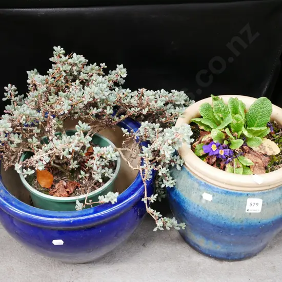 2x glazed planters and plants