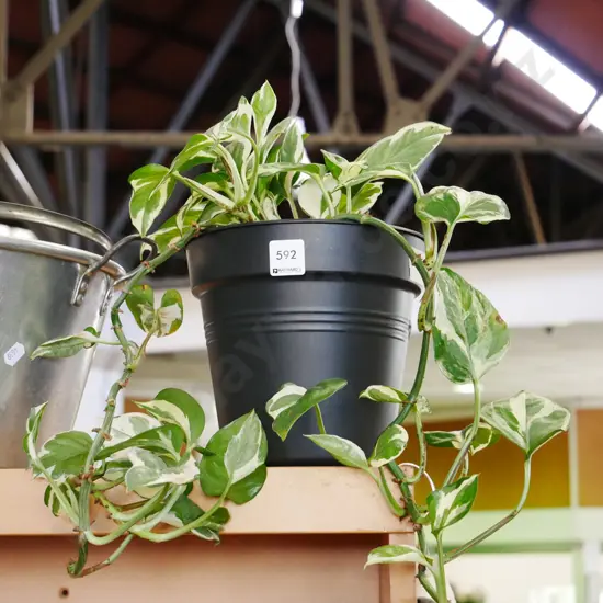potted philodendron  