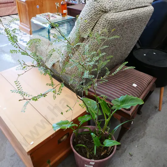 potted kowhai and lillies