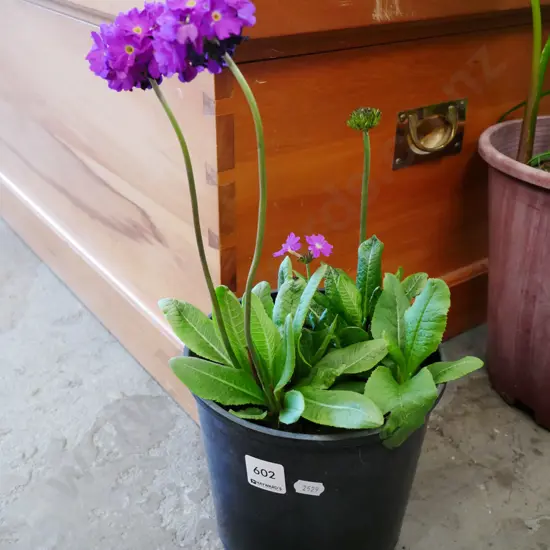 potted primula