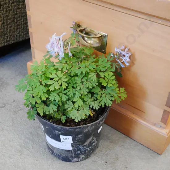 potted corydalis flexuosa