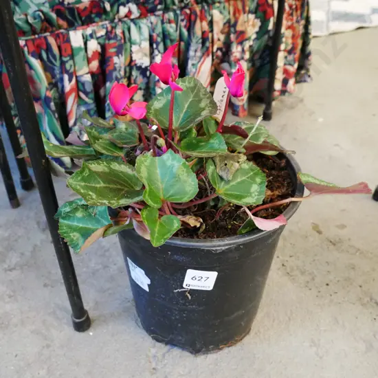 potted crimson cyclamen