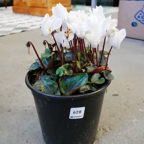 potted white cyclamen