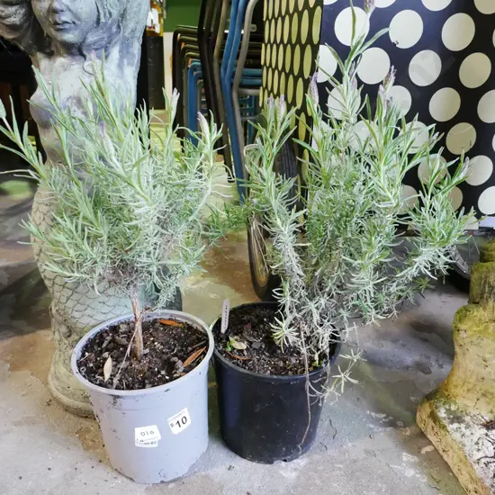 2x potted lavender