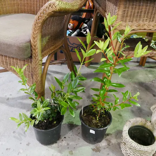 2x potted pohutakawa