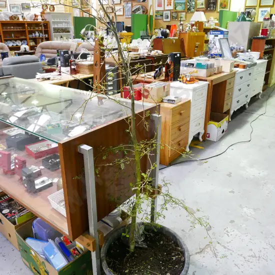 tall potted kowahi  Plant H-1500