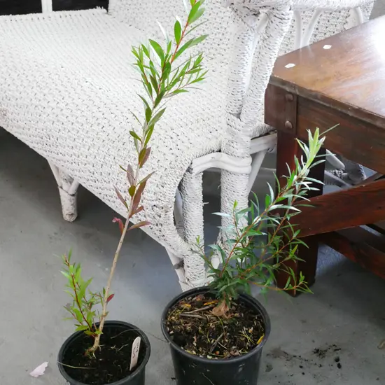 2x potted bottle brushes