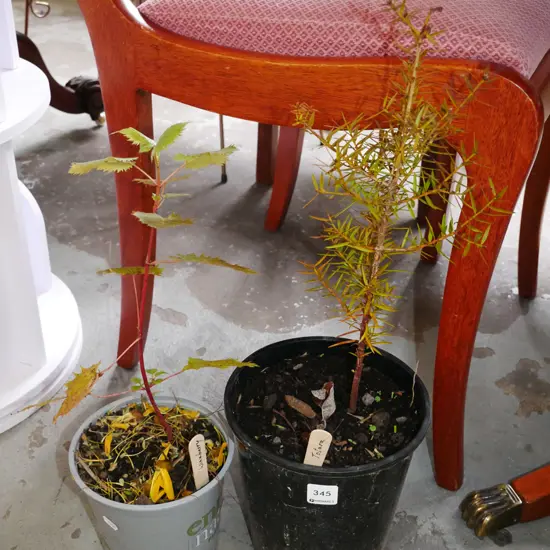 potted totara, potted wine berry