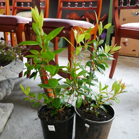 2x potted pohutakawas