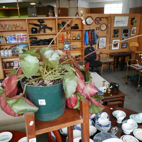 potted beef steak begonia