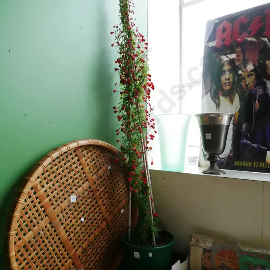 potted tropaeolum tricolour Overall H-1400