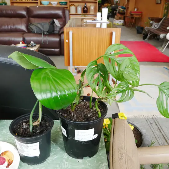 3x indoor plant - Swiss Cheese, Dragon's Tails