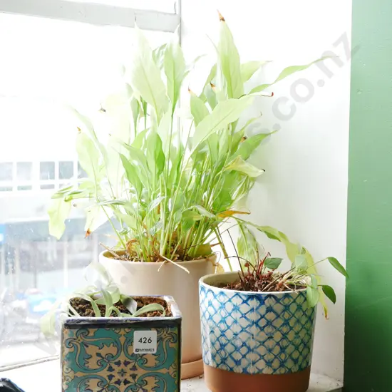 3x indoor plants in planters