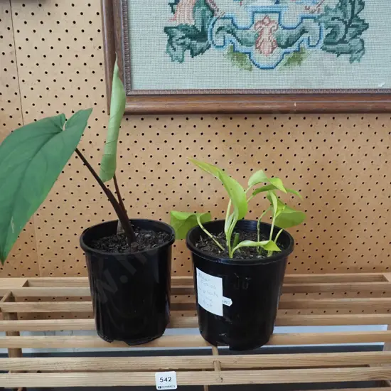 2x potted plants - philodendron, neon pothos (4 plants in 1 pot)