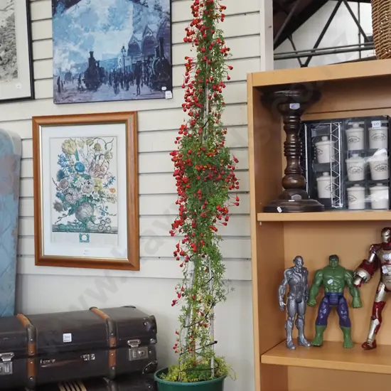 potted tropaeolum tricolour Overall H-1400