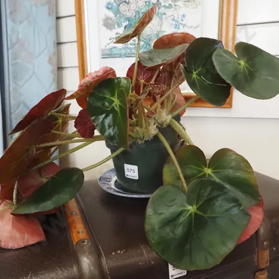 potted beef steak begonia - needs re-potting