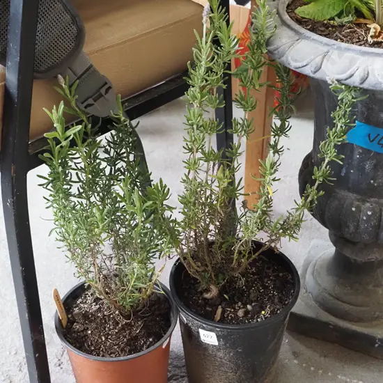  2x potted lavender