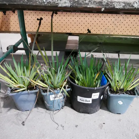 4x potted yellow eyed grasses