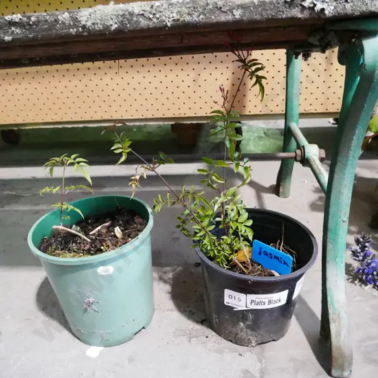 2x potted jasmine