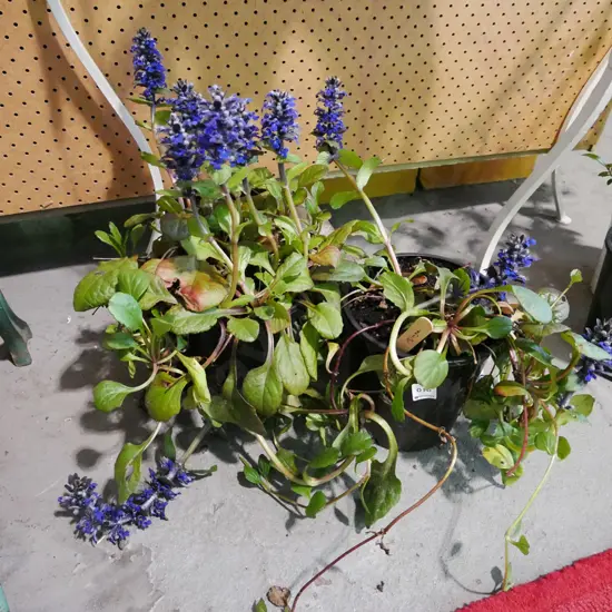 2x potted ajuga
