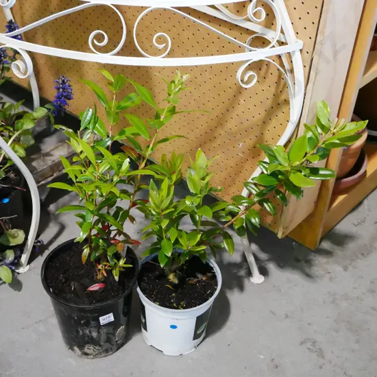 2x potted pohutakawa