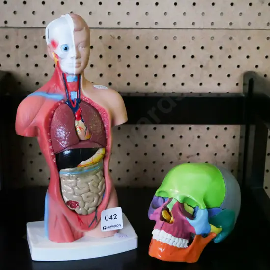plastic anatomical skull and torso H-280