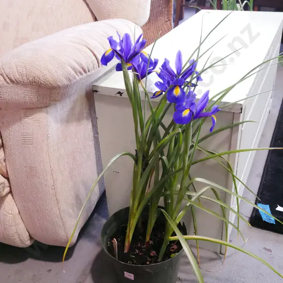 potted purple flowering irises