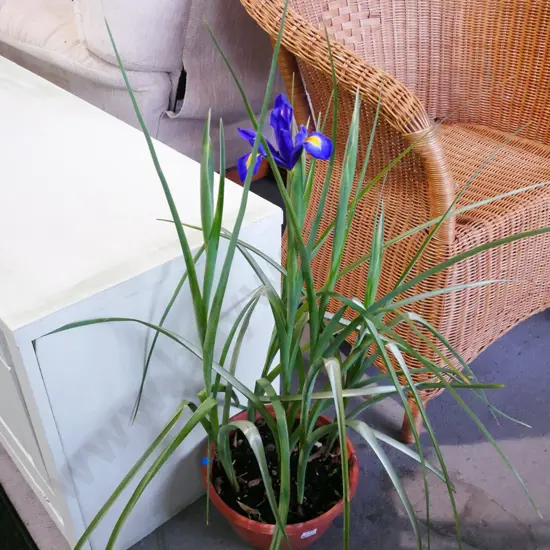 potted purple flowering irises