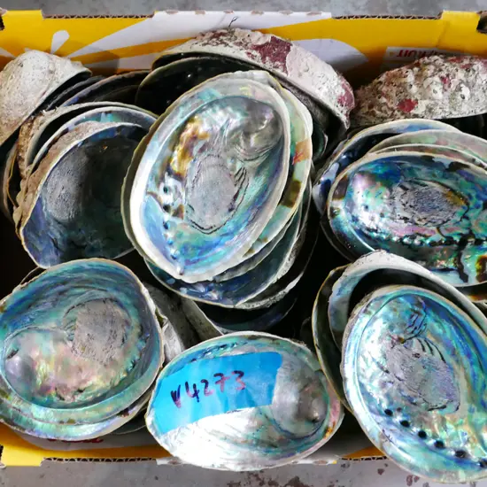 box; paua shells