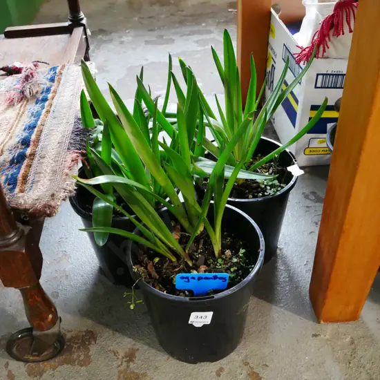3x potted agapanthus