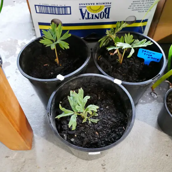 3x potted yellow tree peonies