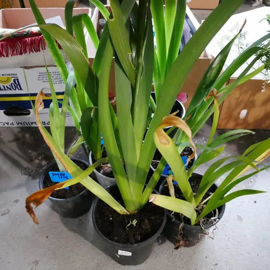 various potted irises and orchids