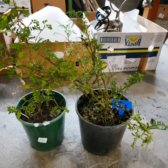 2x potted kaka beaks