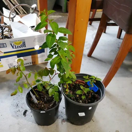 potted fuschia, potted Dublin Red Climbing rose