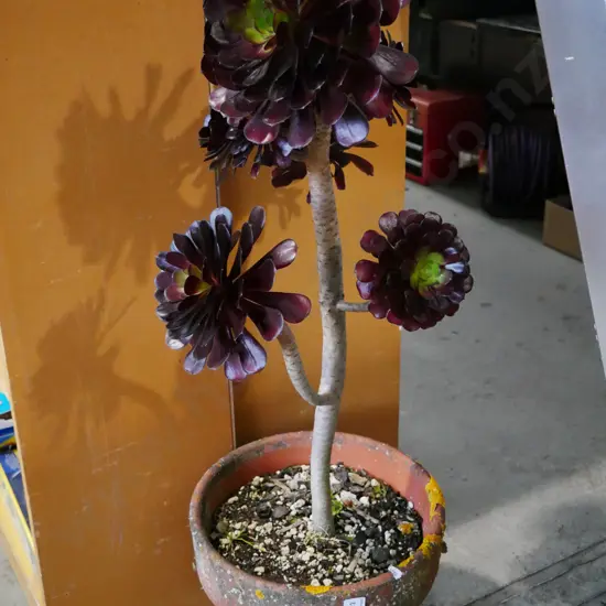 potted succulent in terracotta planter H-1000