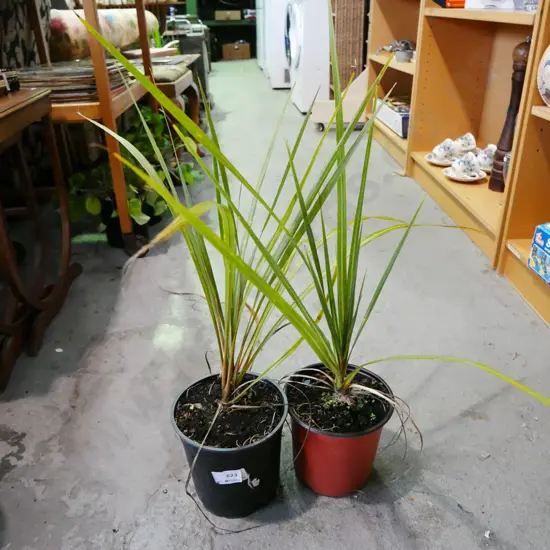 2x potted cabbage trees