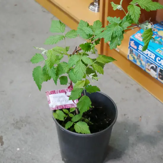 potted thornless raspberry