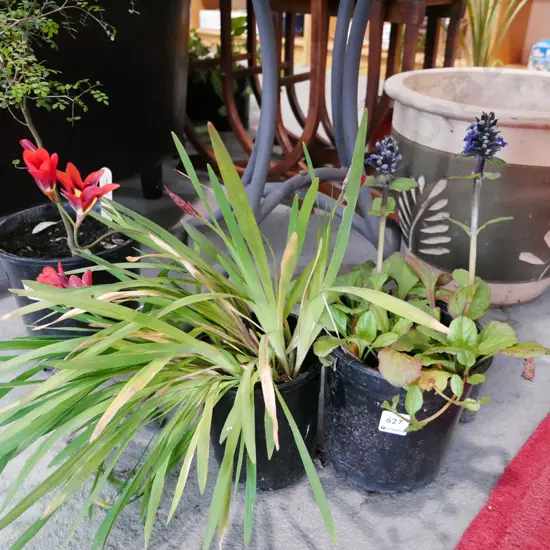 2x potted flowering plants