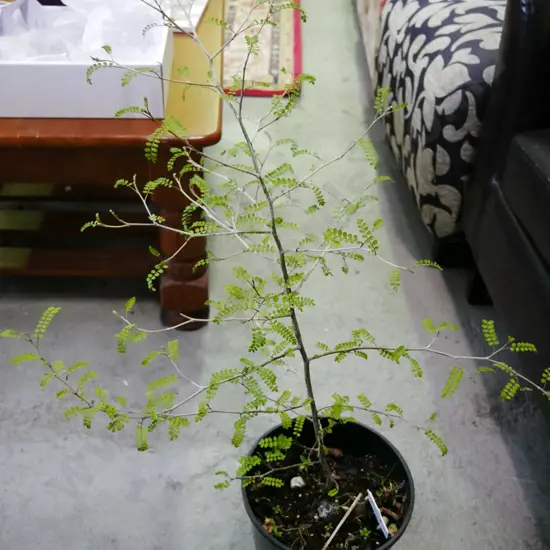 potted kowhai