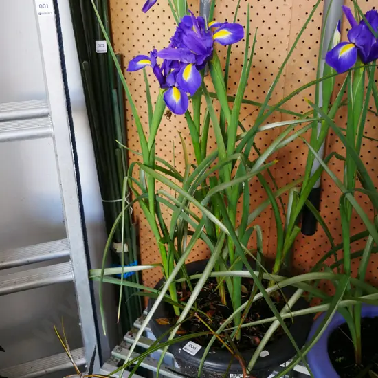 potted irises