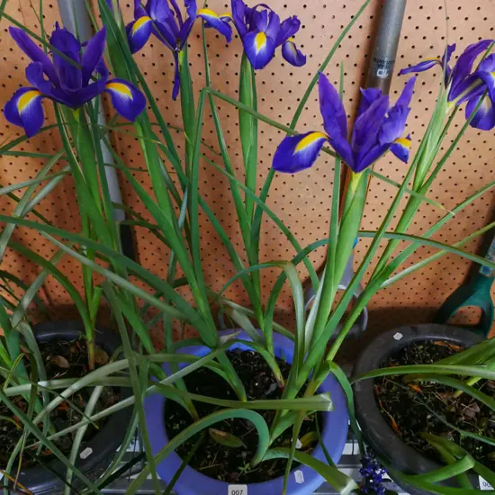 potted irises