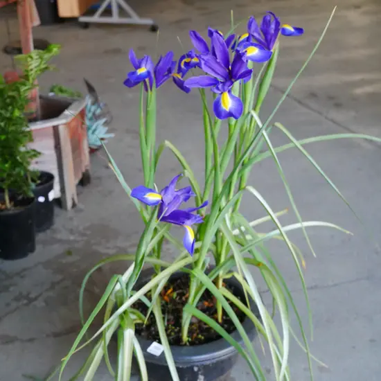 potted irises