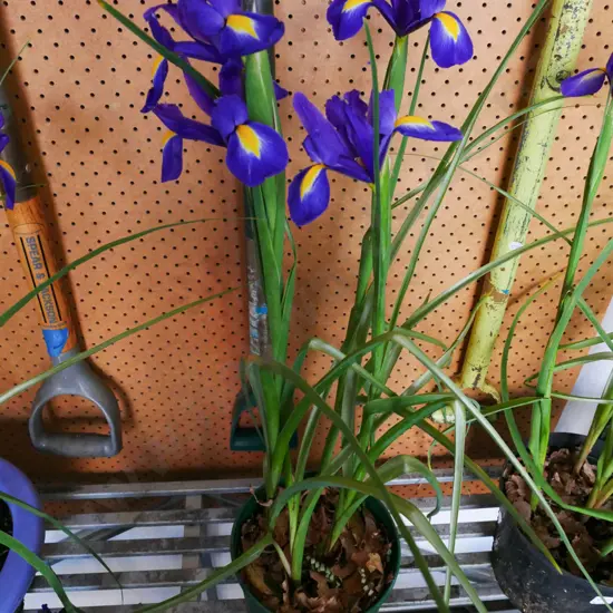 potted irises