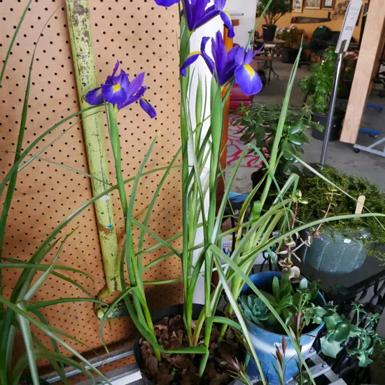 potted irises