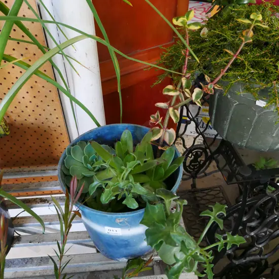 potted succulents