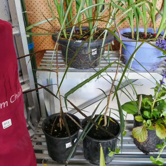 2x potted lancewoods